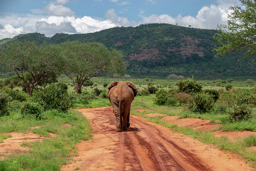 Lone Elephant Photograph