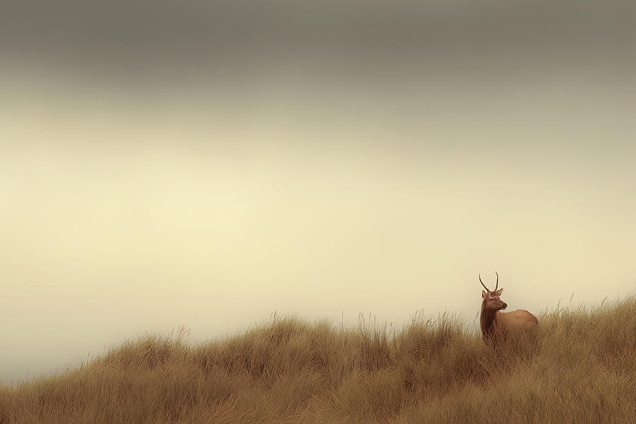Lone Elk in the Dunes Photograph by Don Schwartz