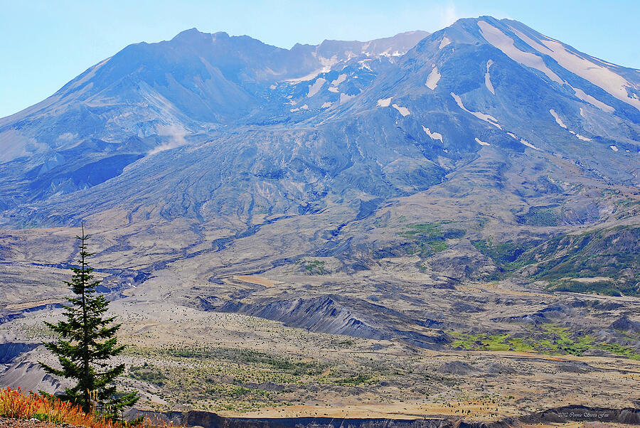 Lone Evergreen at Mount St. Helens Photograph by Connie Fox