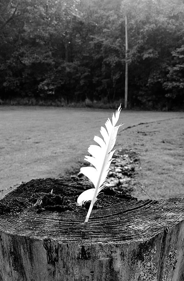 Lone Feather  Photograph by Ally White