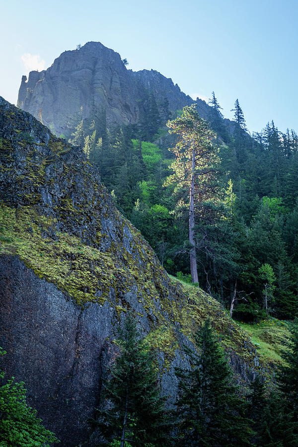 Lone Fir on Basalt Cliff Photograph by Catherine Avilez