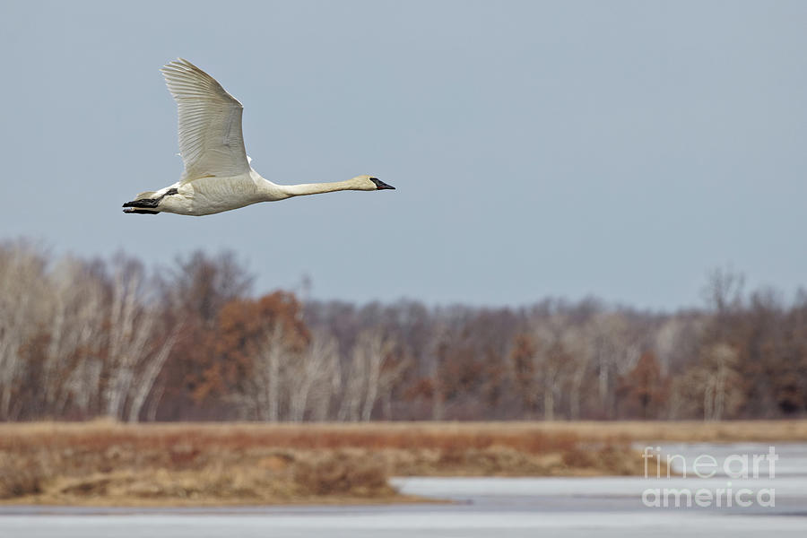 Lone Flyin Trumpeter Photograph by Natural Focal Point Photography