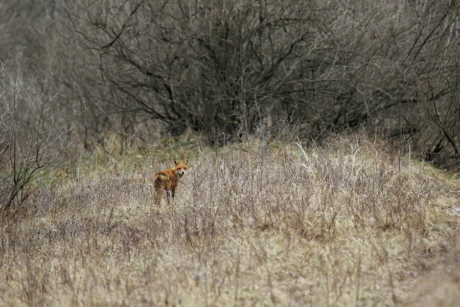 lone Fox Photograph by Brook Burling