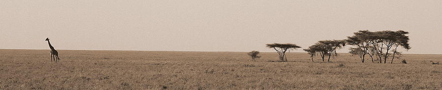Lone Giraffe - Serengeti Plains Photograph by Gene Taylor