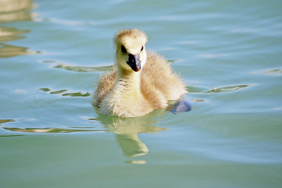 Lone Gosling  Photograph by Shoal Hollingsworth
