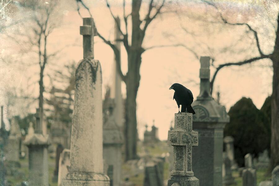 Lone Graveyard Bird Photograph by Gothicrow Images | Pixels