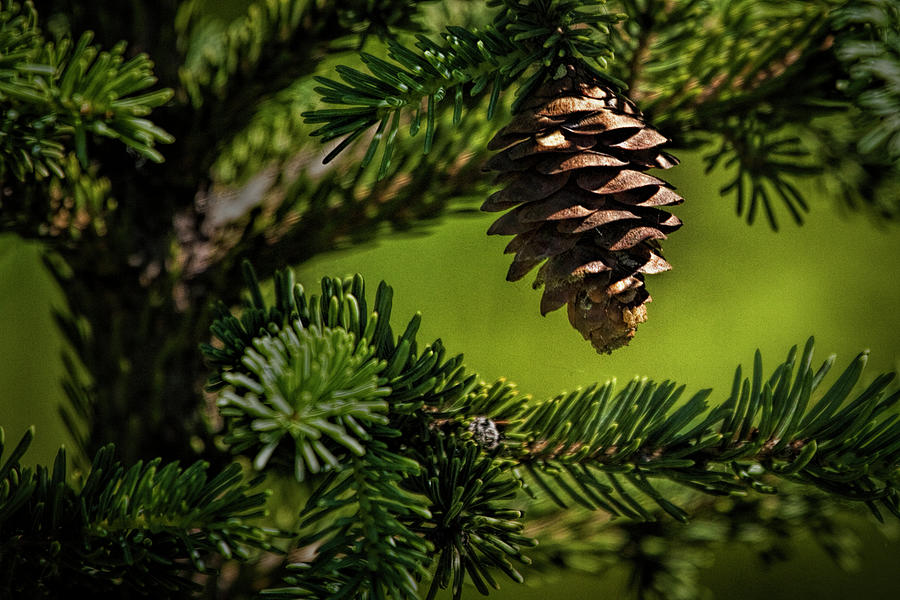 Lone Hanging Pinecone Photograph by Randall Nyhof