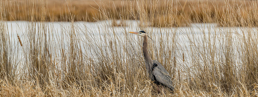 Lone Heron Photograph by Yeates Photography