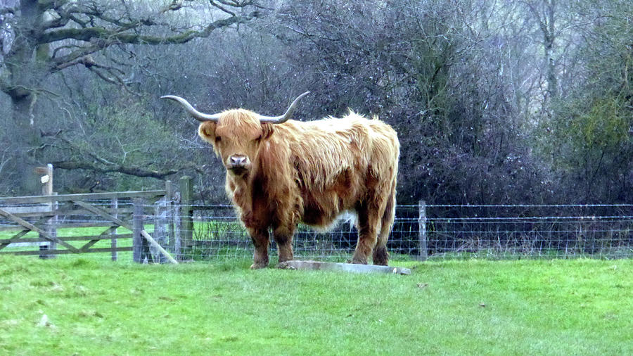 Lone horned brown long-haired cow in pasture. Photograph by Richard ...