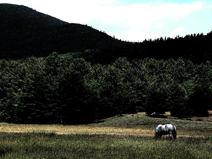 Lone Horse Fresco Photograph by Wayne King