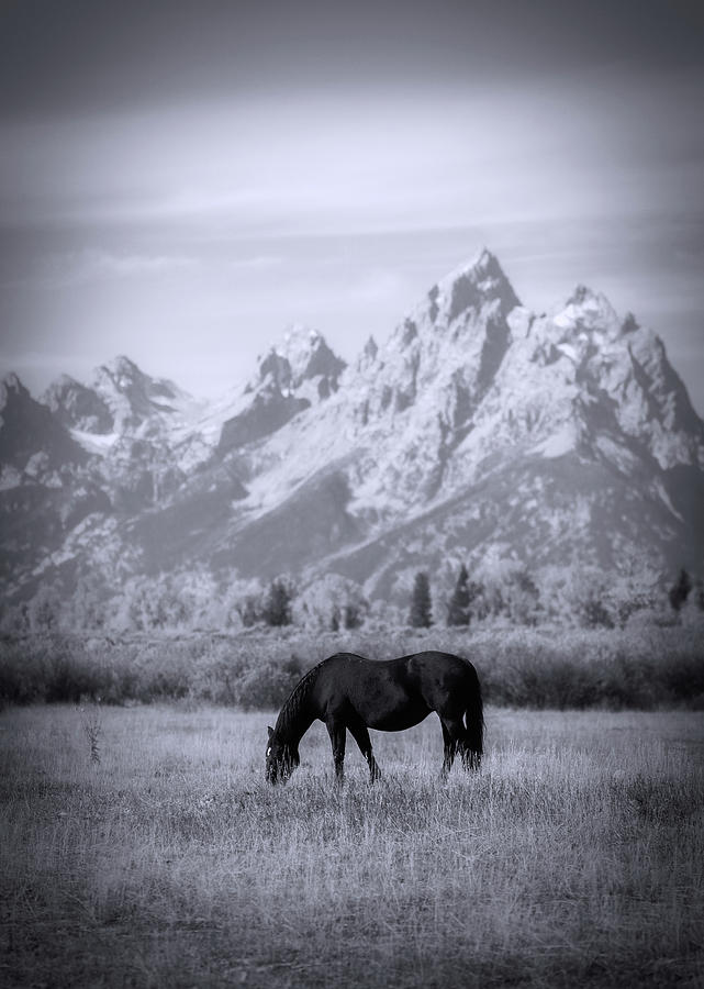 Lone Horse In Mountains Black And White Photograph by Dan Sproul