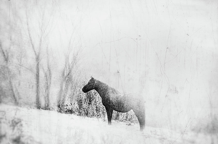 Lone Horse in Winter Photograph by Sandra Silva