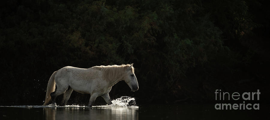 Lone Horse Photograph by Shannon Hastings