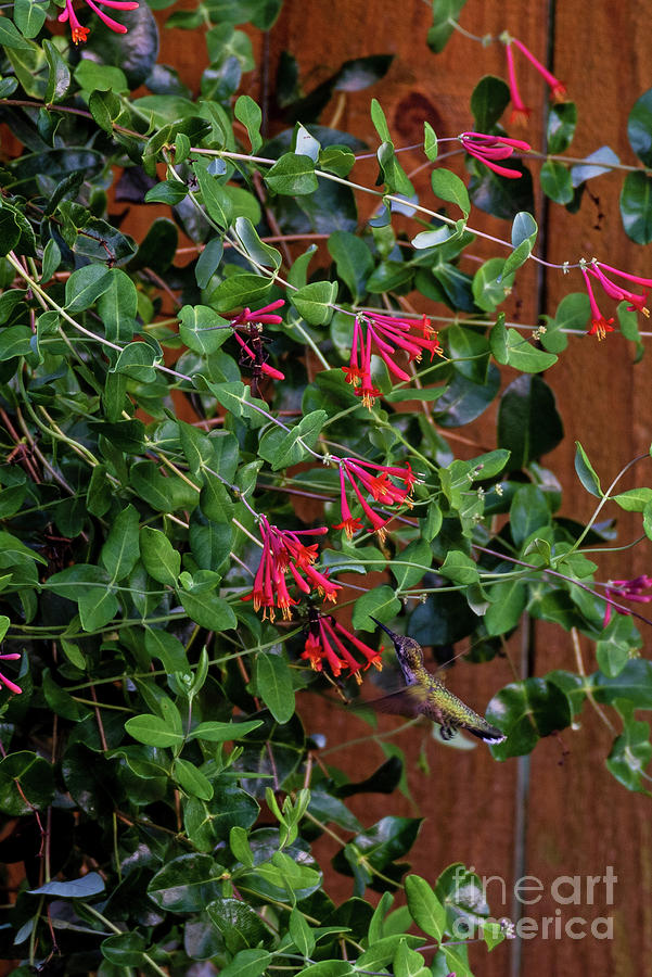 Red Honeysuckle And Hummingbird Photograph by Willie Harper