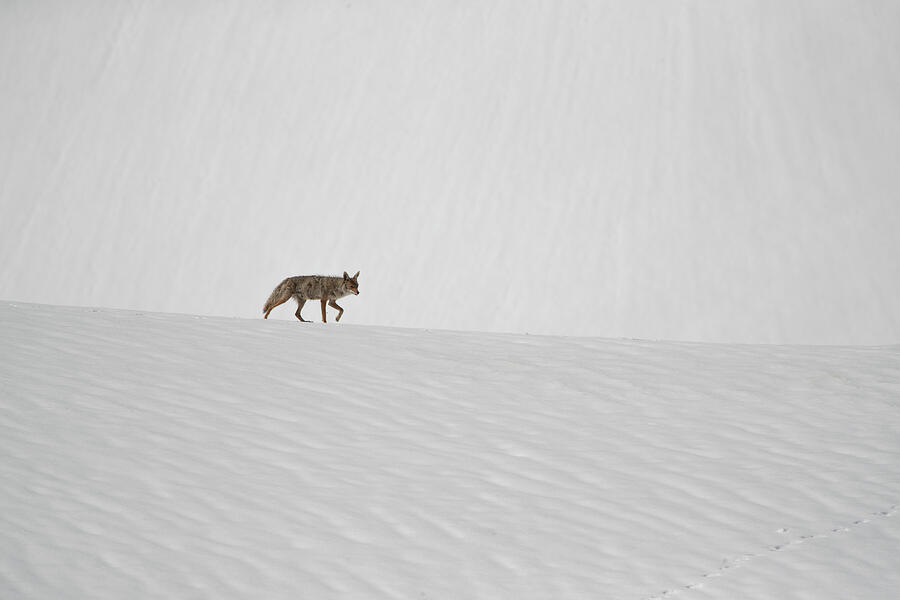 Lone Hunter Photograph by Kent Keller