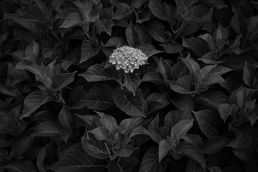 Lone Hydrangea in Black and White Photograph by Chip Knobl - Fine Art ...