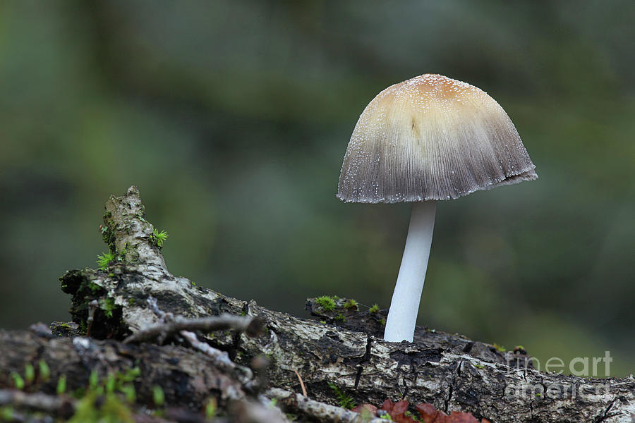 Lone Ink cap fungus Photograph by Warren Photographic