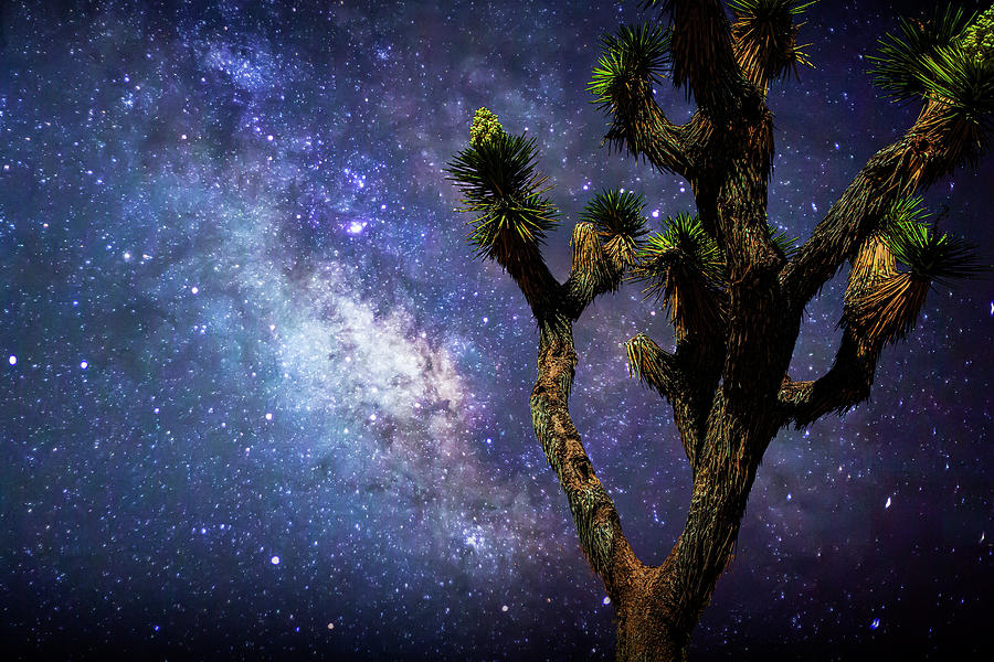 Lone Joshua Tree against the Milky Way Night Sky Photograph by Randall Nyhof