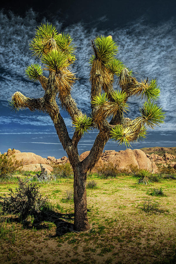 Lone Joshua Tree with Cirrocumulus Clouds in Joshua Tree Nationa Photograph by Randall Nyhof