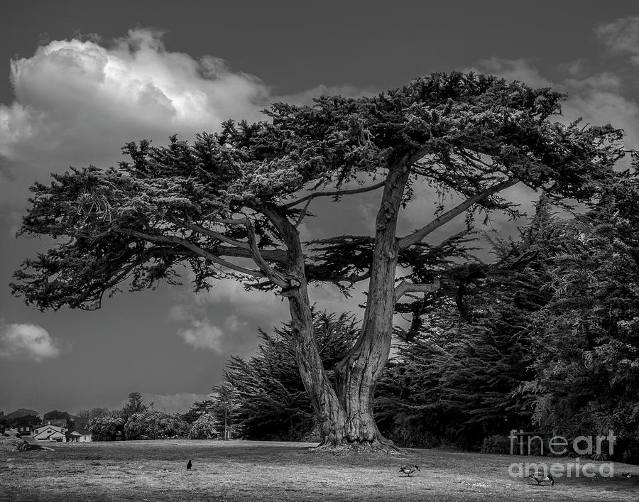 Black And White Photograph - Lone Juniper in Black and White by John Kain