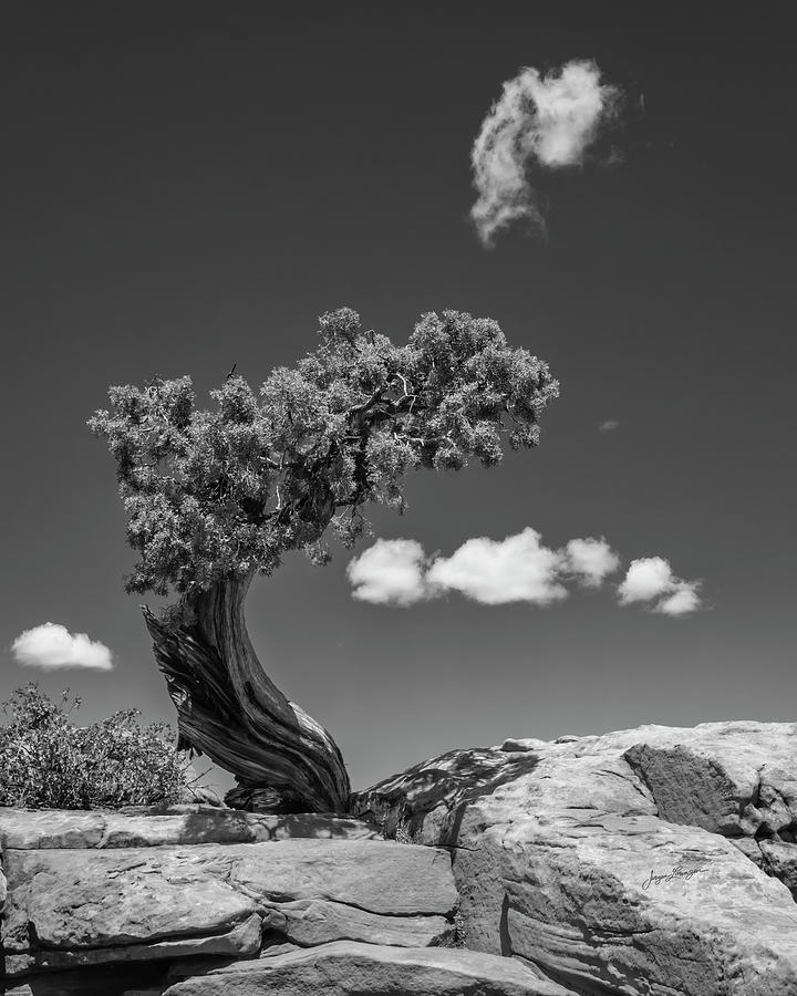 Nature Photograph - Lone Juniper by Jurgen Lorenzen