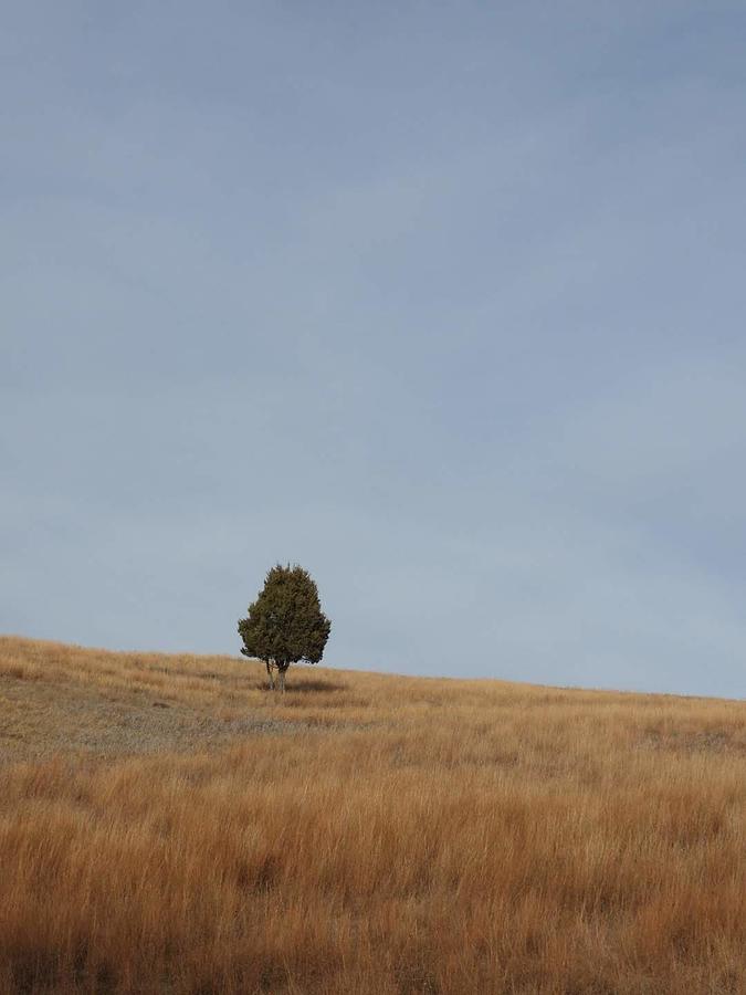 Lone Juniper on the Prairie Photograph by Amanda R Wright
