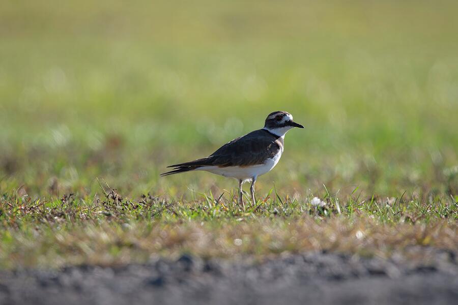 Wildlife Photograph - Lone Killdeer by Unbridled Discoveries Photography LLC