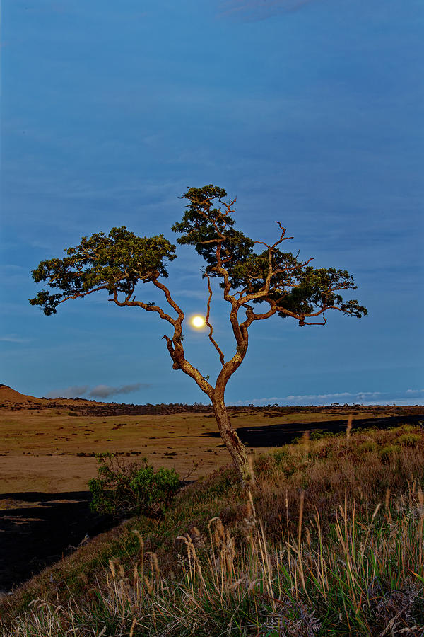Lone Koa Tree Moonrise Photograph by Heidi Fickinger