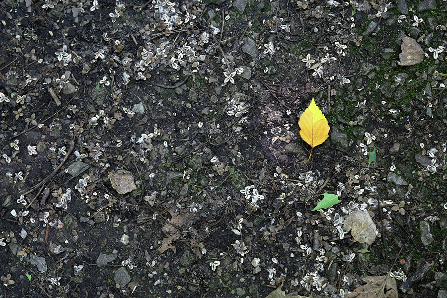 Lone Little Leaf 050523 Photograph by Mary Bedy