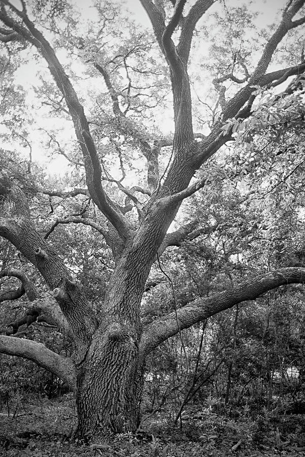Lone Live Oak in Black and White Photograph by Bob Decker