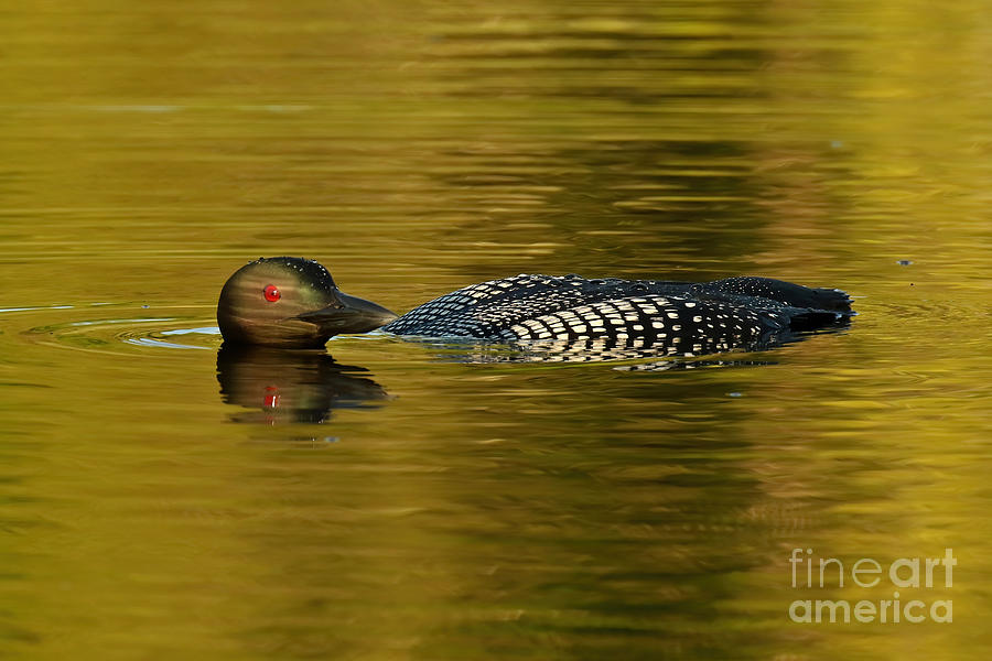 Lone Loon Photograph by Heather King