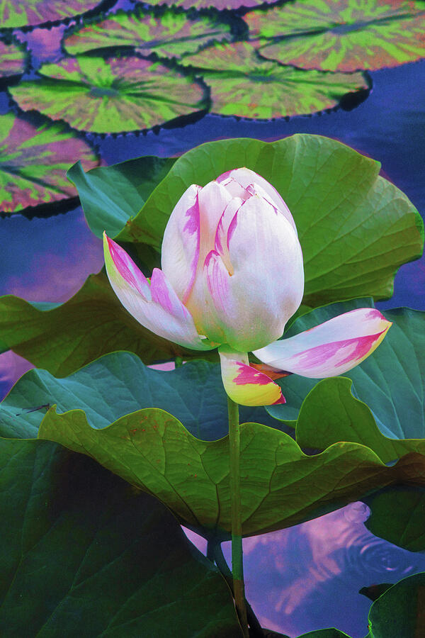 Lone Lotus Photograph by Jessica Jenney