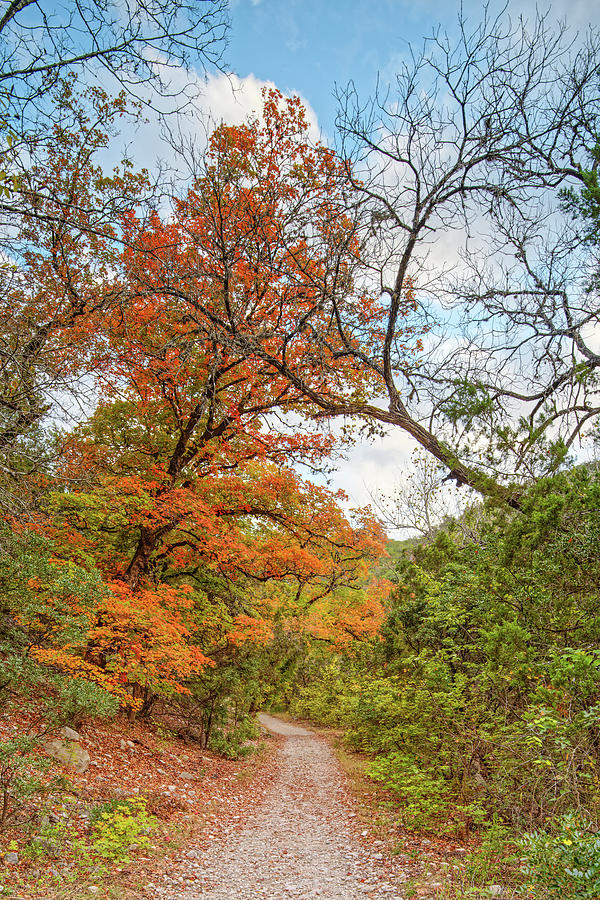 Lone Maple Tree on the East to West Trail at Lost Maples State Natural ...