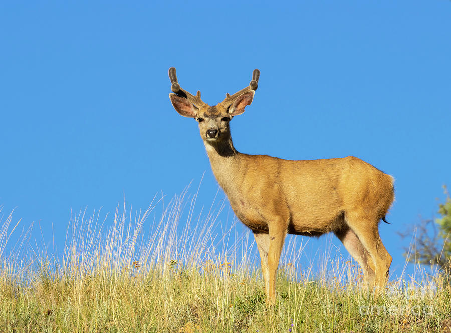 Lone Mule Deer Buck Photograph by Steven Krull