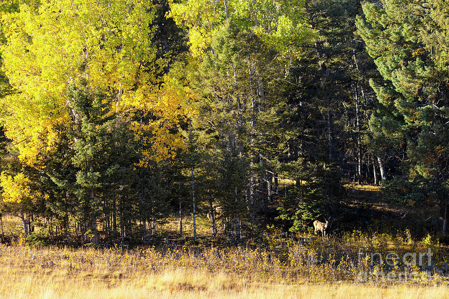 Lone Mule Deer Doe in the Gold Photograph by Steven Krull