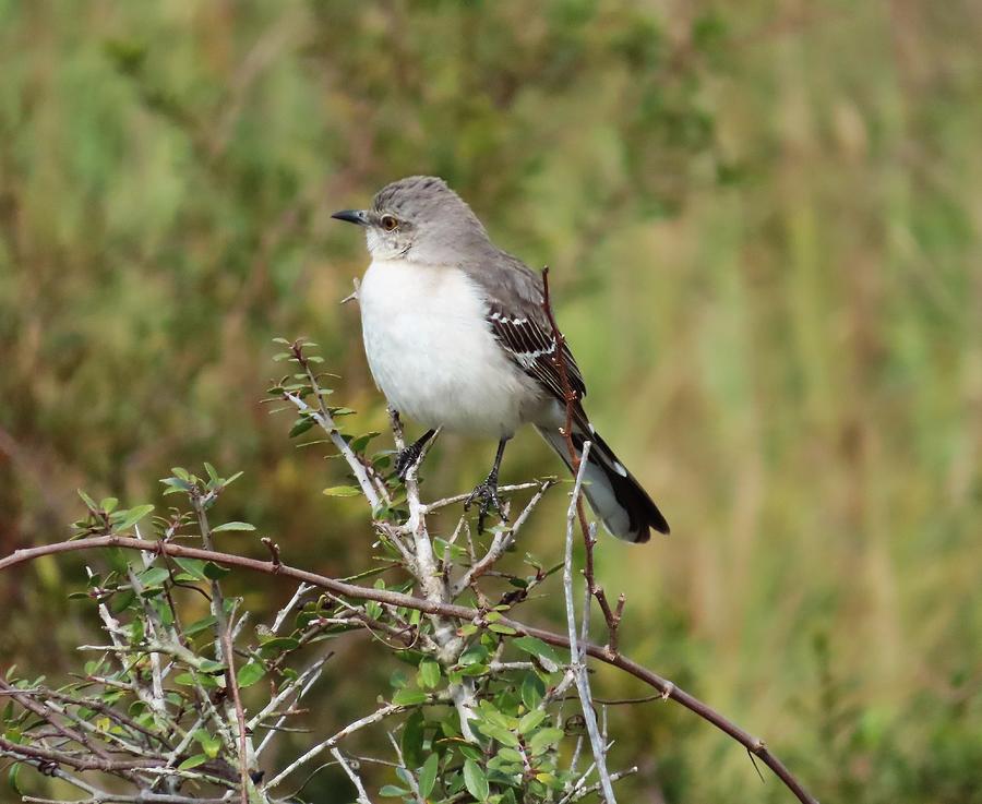 Lone Northern Mockingbird Photograph by Kay Novy