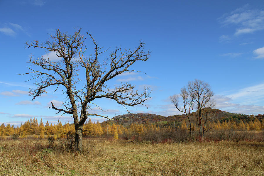 Lone Oak Photograph by Brook Burling