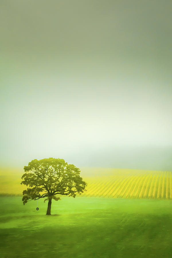 Lone Oak in the Vineyard Photograph by Don Schwartz