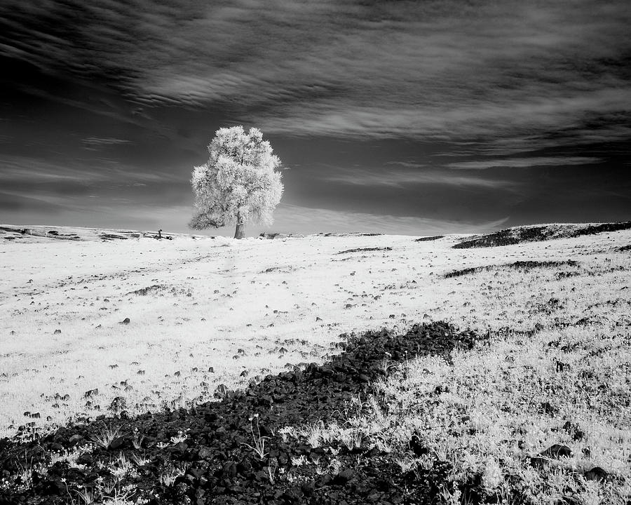 Lone Oak Infrared Photograph by Mike Lee