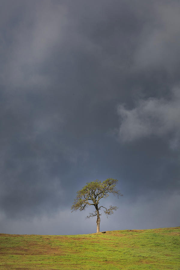 Lone Oak Photograph by Lars Mikkelsen