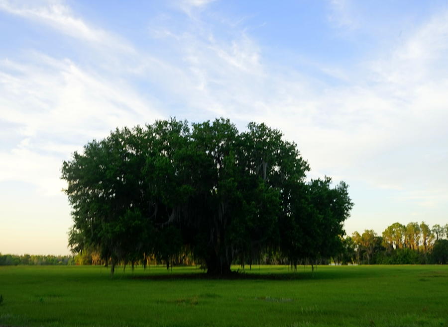 Lone Oak Photograph