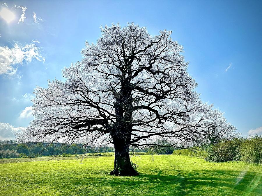 Lone Oak Tree Photograph by Gordon James