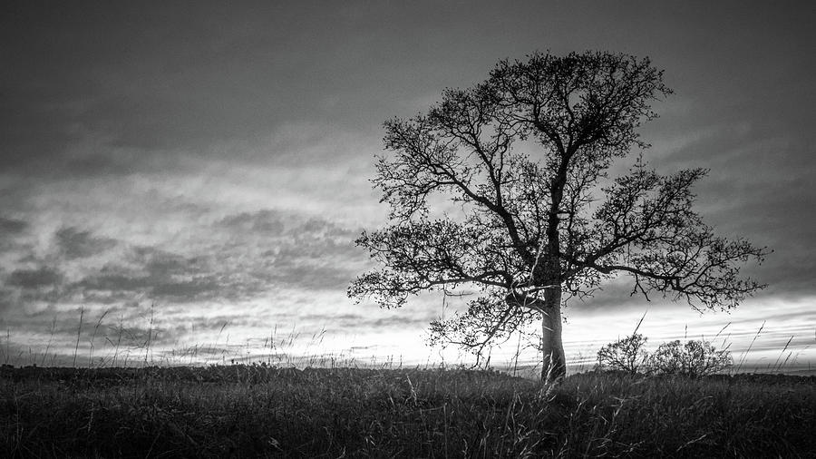 Lone Oak tree Photograph by Mike Fusaro
