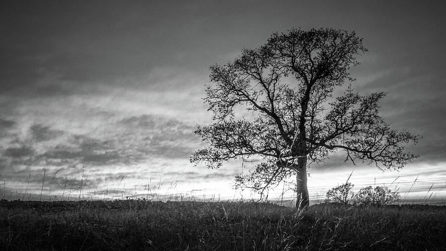 Lone Oak tree Photograph by Mike Fusaro - Fine Art America