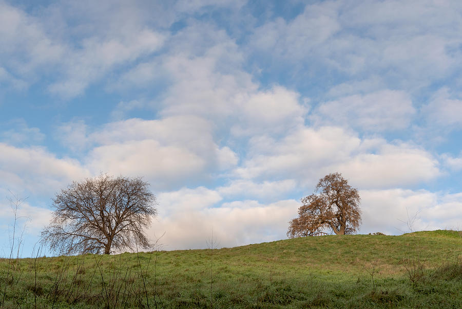 Lone oak trees on a hill Photograph by Alessandra RC