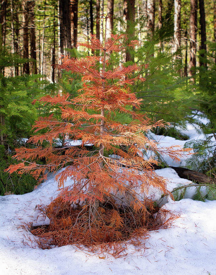 Lone orange tree in woods Photograph by Jim Brown