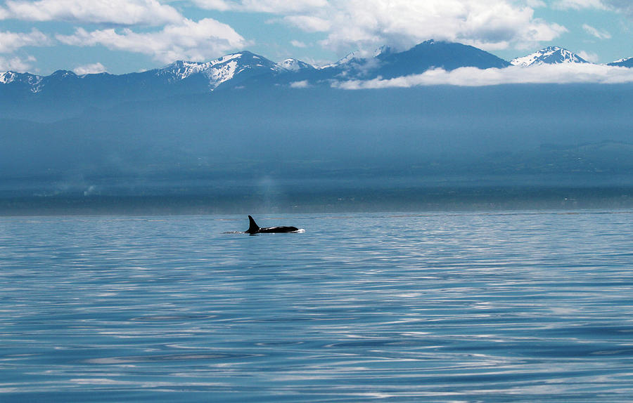 Lone Orca In Puget Sound Photograph by Dan Sproul