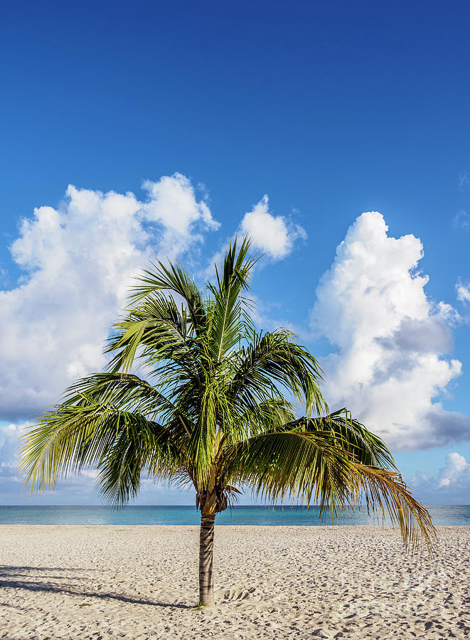 Lone Palm Tree, Guardalavaca Beach, Holguin Province, Cuba Photograph ...