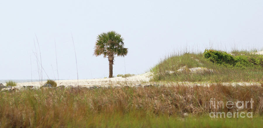 Lone Palm Tree on Beach 5608 Photograph by Jack Schultz