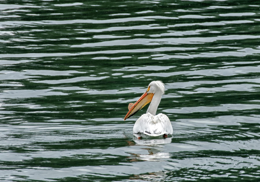 Lone Pelican Photograph by Betty Depee